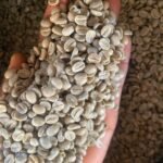 African Robusta Coffee Beans For Sale