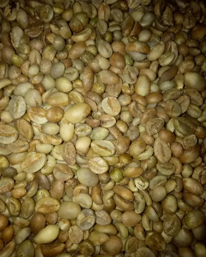 Indonesia Robusta Coffee Beans