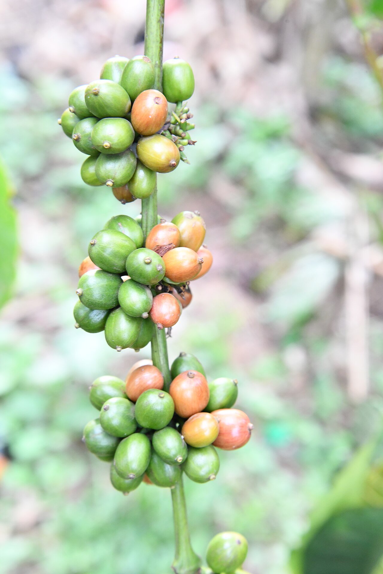 Ugandan coffee beans
