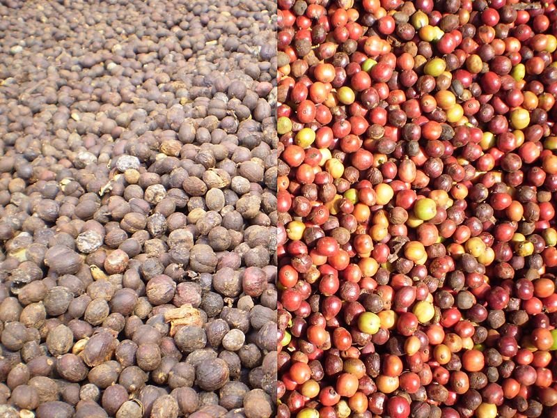 fresh and dried Vietnamese Robusta coffee cherries
