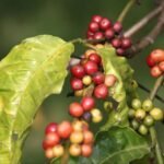 Vietnamese coffee beans