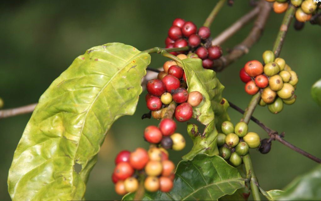Vietnamese coffee beans