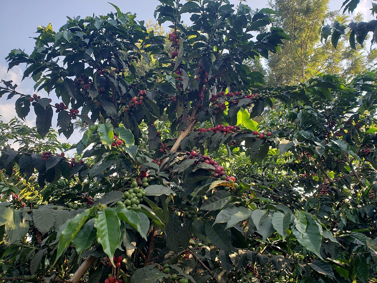coffee harvest season